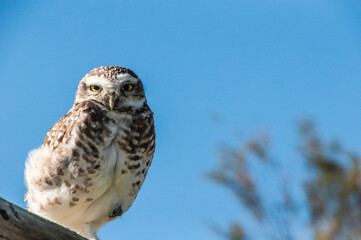 owl on the roof