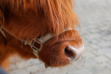 Wet nose of a red shaggy bull