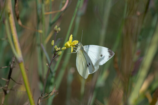 The butterfly sits on a hypericum flower. Photographed close-up.