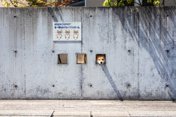 Shibas Inu dogs stick their head out of three square holes in the wall of Shimabara city