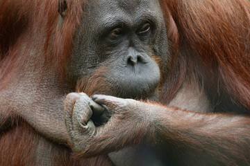 big orangutan looks,close-up