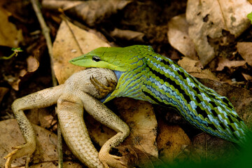 Close up of Snakes and prey in the forest, Snake eating a chameleon