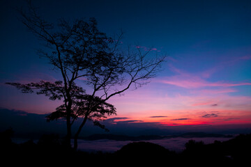 silhouette of tree On the background of the sky during the sunset