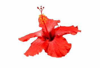 red hibiscus flower isolated on white