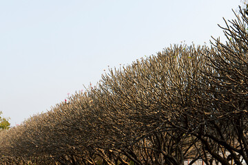 Abstract and pattern of Dry twigs in thailand