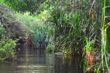 Calm Backwaters