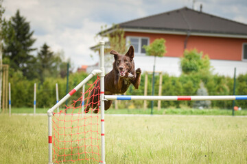 brown border collie is jumping over the hurdles. Amazing day on czech agility privat training