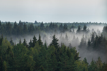 Panorama of spruce misty forest horizon in the fog in the rainy weather