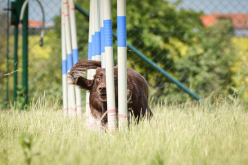 brown border collie in agility slalom on privat training. Amazing day with czech agility team.