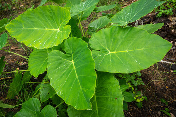 elephant ears plant leaves in tropical forest or jungle