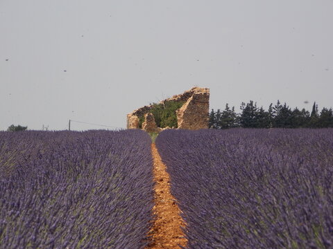 lavande