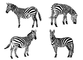 Fototapeta na wymiar Graphical set of zebras isolated on white, vector elements for design and printing
