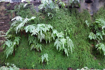 Green moss growing on old brick wall