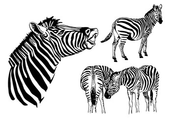 Graphical set of zebras isolated on white, vector elements for design and printing