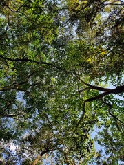 green leaves in the forest