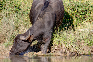 Fototapeta premium Water buffalo drinking at the water point on the small lake.