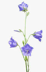 blue bellflowers isolated on white background