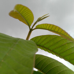 green leaves on a branch of tree, nature photography