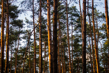 High slim straight trees / tree barks and branches in the forest on sunny warm day in spring / summer. Clear blue sky on the back