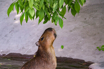 the largest capybara rodent eats green foliage from a tree

