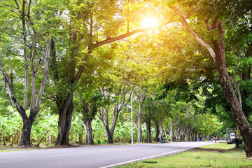 Obraz premium Forest and road in the spring where sunlight shines through the trees.