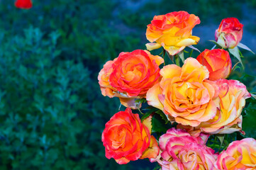 Fototapeta na wymiar beautiful bush of garden roses, different in color, with a pleasant aroma