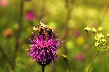 Bumblebee on a flower on a sunny day. 4.