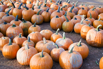 Rows of pumpkins in the fall