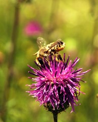 Bumblebee on a flower on a sunny day. 3.