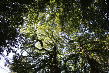 Obraz premium Cercidiphyllum