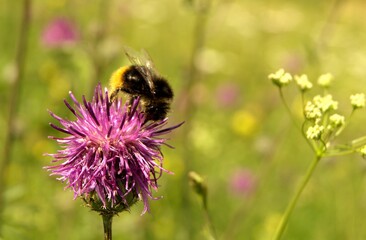 Bumblebee on a flower on a sunny day. 2.