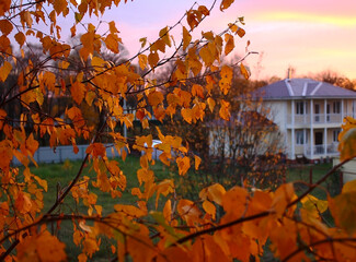 Yellowed leaves on the tree, pink sunset, pink evening sky and a house in the background. Fall.