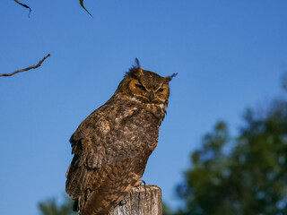 Great Horned Owl