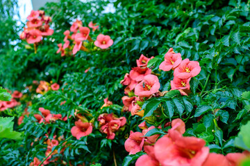 Many vivid orange red flowers and green leaves of Campsis radicans plant, commonly known as the trumpet vine or creeper, cow itch or hummingbird vine, in a garden in a sunny summer day.