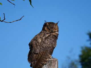 Great Horned Owl
