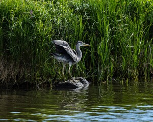 Grey Heron beside reeds along river bank.