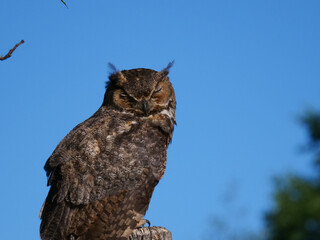 Great Horned Owl