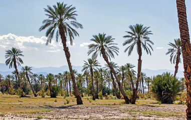 Fototapeta na wymiar Stand of palm trees near Indio, California