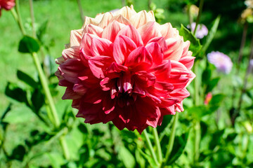 Close up of one beautiful small vivid pink and red dahlia flower in full bloom on blurred green background, photographed with soft focus in a garden in a sunny summer day.