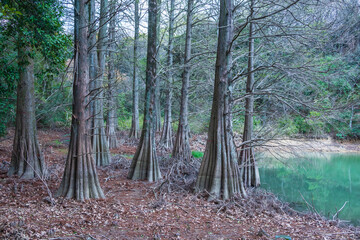 Large Pond cypress"Taxodium ascendens" growing by the lake in Sasaguri Forest of Kyushu University, Fukuoka, Japan.