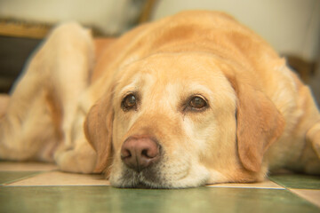 Labrador dog resting on the floor of a home. Yellow colour, looking at the camera