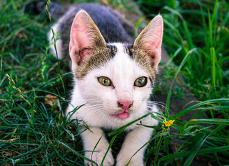 Naklejka na ściany i meble Kitten in the grass