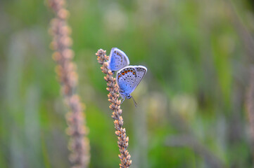 Two Butterflies of the species Golubyanka (Latin: Plebeius argus) sit on the stem of the plant. Wildlife