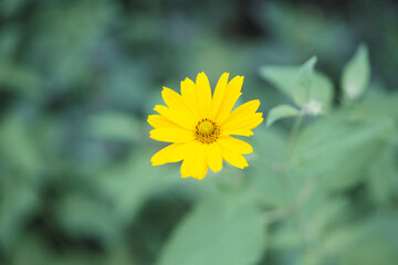yellow dandelion flower with leaves close up