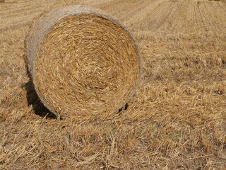 Front of bale of straw wrapped in wire mesh pressed into a roll on a harvested grain field in summer. It lies there until it is transported away. Bright yellow tones of color dominate the picture