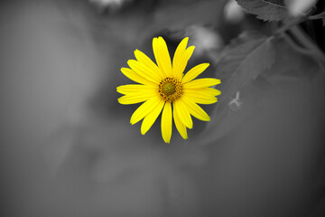 yellow dandelion daisy flower close up with black-and-white background