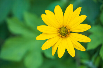 sunflower close up