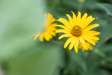 yellow dandelion flower with leaves close up