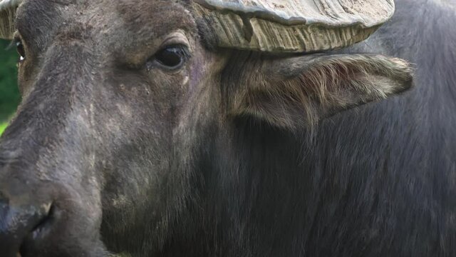 A buffalo tied by a nose ring grazes in the tropical jungles of Asia.