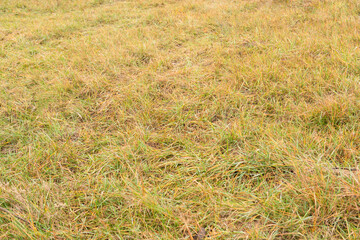 green grass and dry grass, abstract background and texture of grass